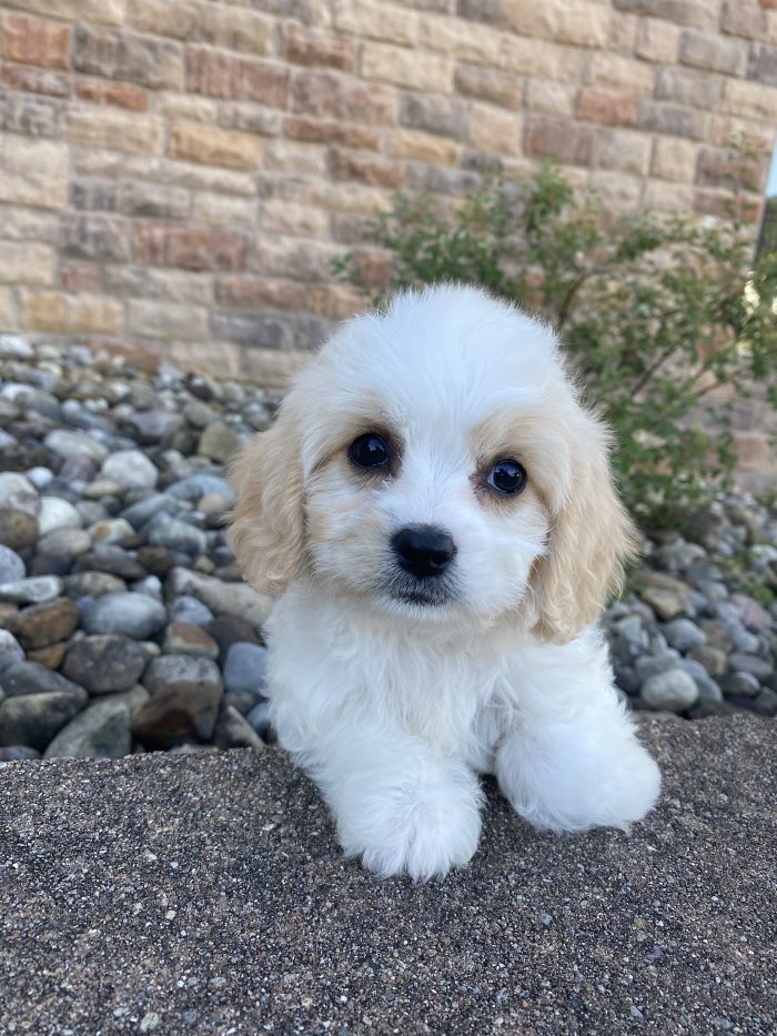 Ms. Petunia the Cavachon - Image 4