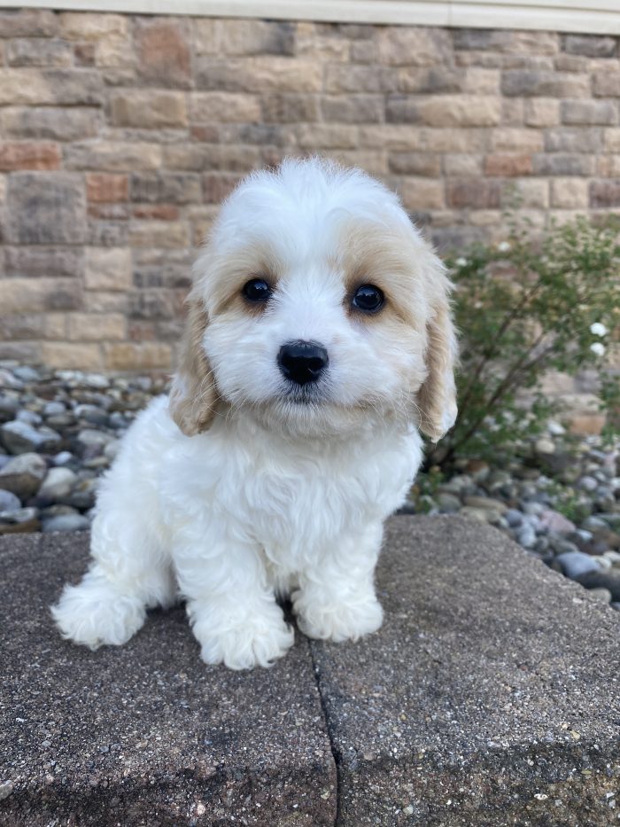 Ms. Lucy the Cavachon - Image 2