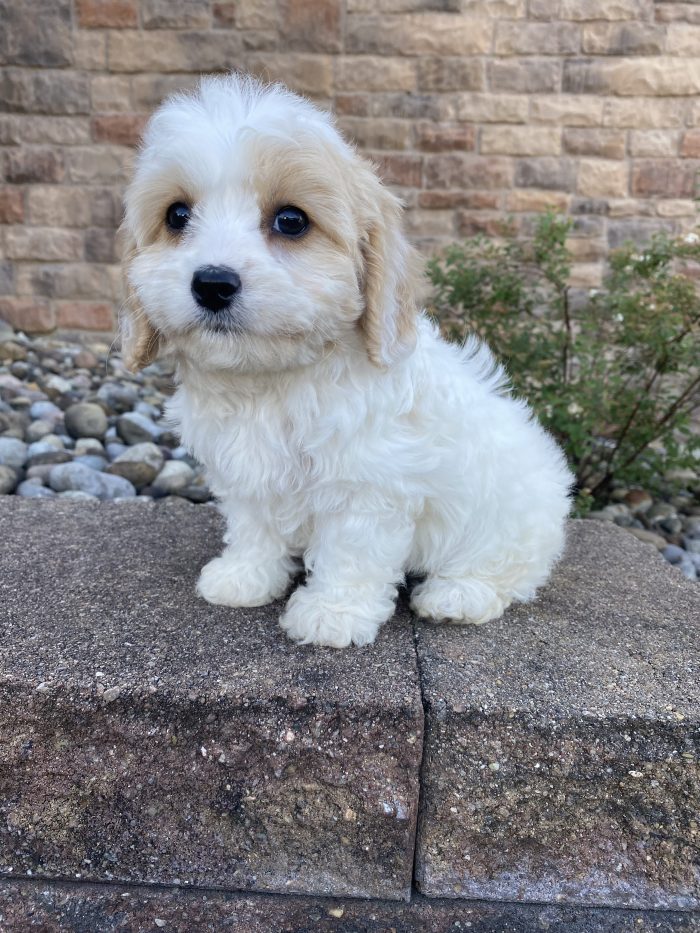 Ms. Lucy the Cavachon - Image 3
