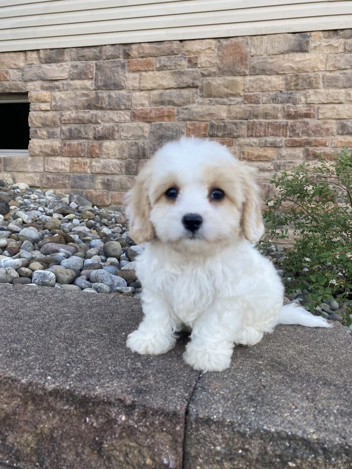 Ms. Lucy the Cavachon