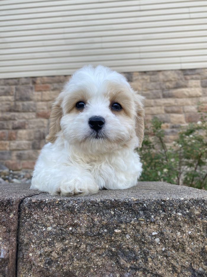 Ms. Lucy the Cavachon - Image 5