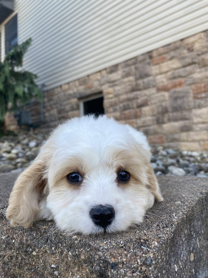 Ms. Lucy the Cavachon - Image 6