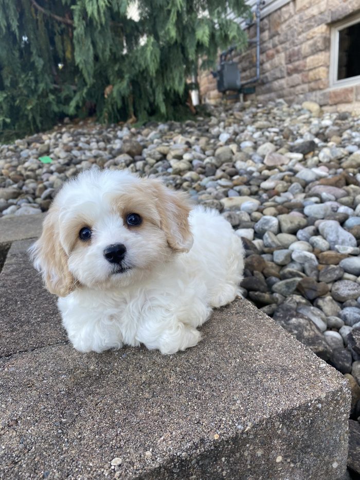 Ms. Lucy the Cavachon - Image 7