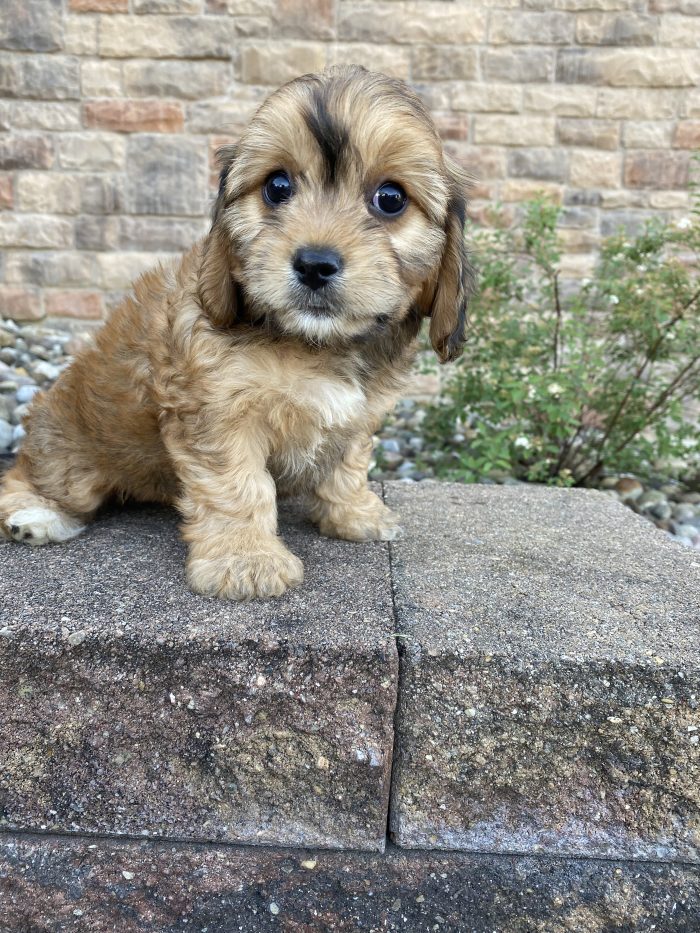 Ms. Coco the Cavachon - Image 3