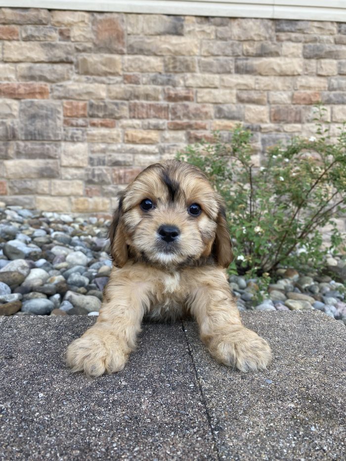 Ms. Coco the Cavachon - Image 4
