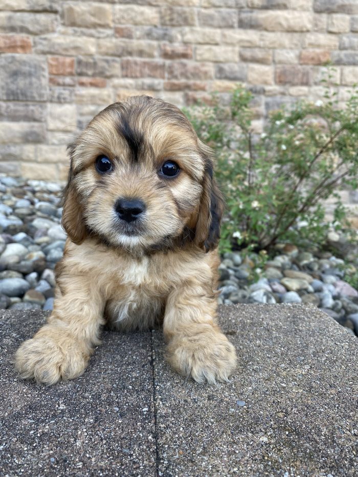 Ms. Coco the Cavachon - Image 2