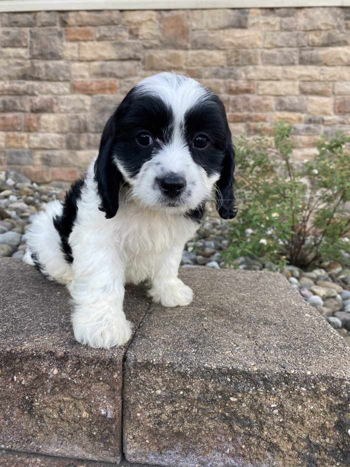 Mr. Oreo the Cavachon - Image 4