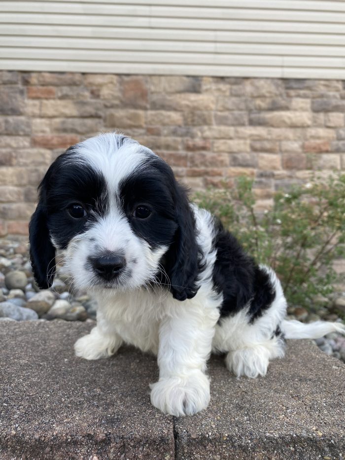 Mr. Oreo the Cavachon - Image 2