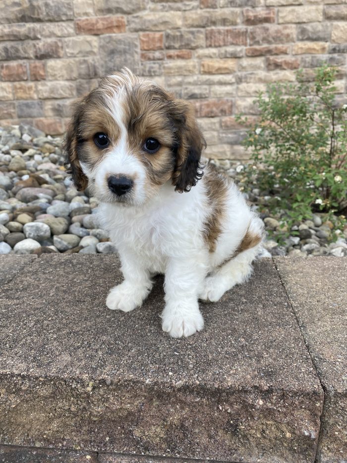Mr. Loki the Cavachon - Image 2