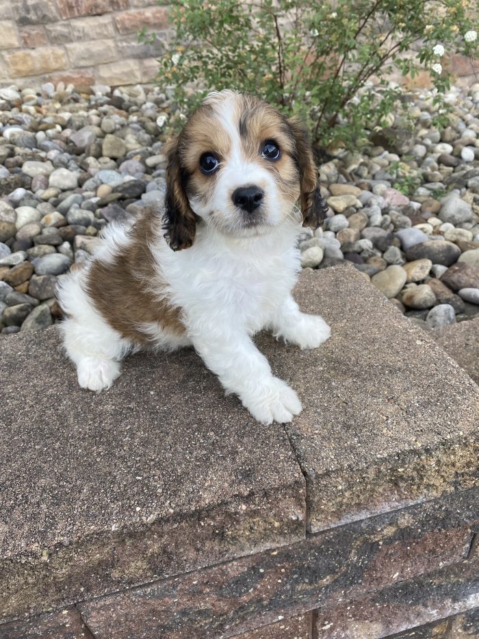 Mr. Loki the Cavachon - Image 3