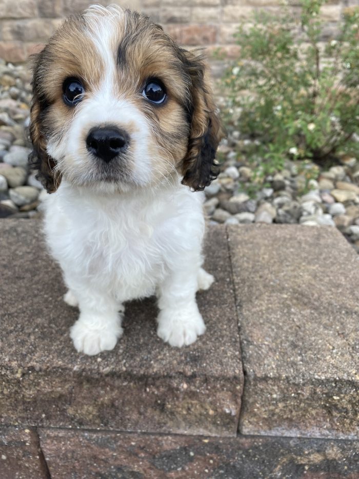 Mr. Loki the Cavachon - Image 4