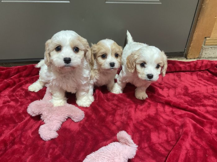 New Litter Coming Up. 3 Female Cavachon - Image 2