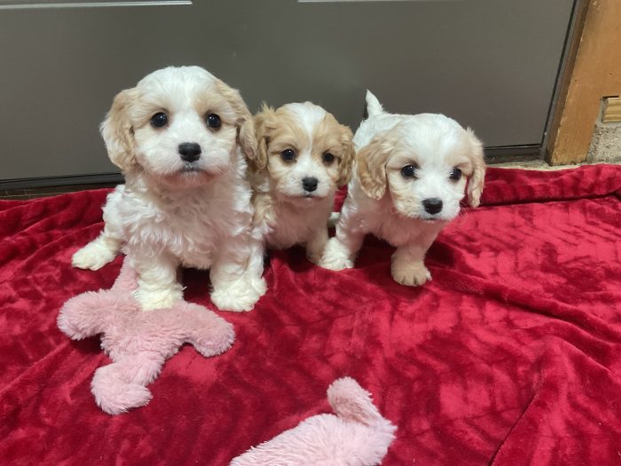 New Litter Coming Up. 3 Female Cavachon - Image 3
