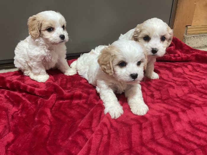 New Litter Coming Up 3 Boys Cavachon - Image 4