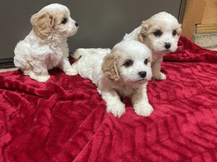 New Litter Coming Up 3 Boys Cavachon - Image 3