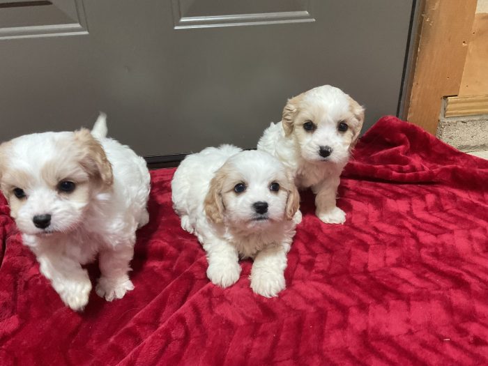 New Litter Coming Up 3 Boys Cavachon - Image 2