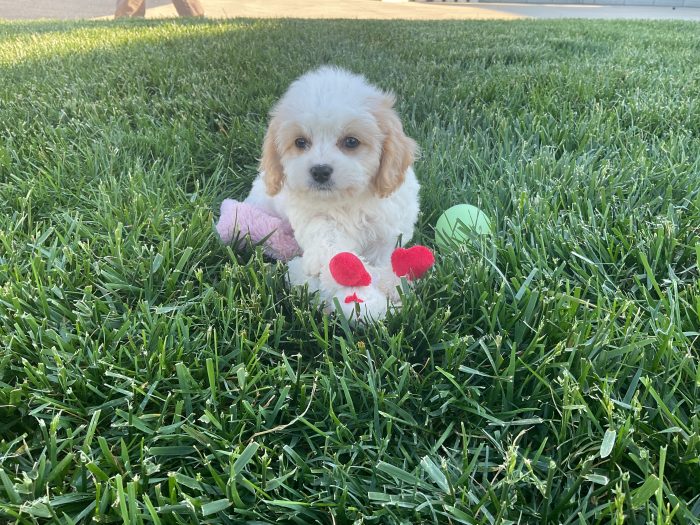 Mr. Bentley the Cavachon - Image 5