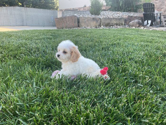 Mr. Bentley the Cavachon - Image 3