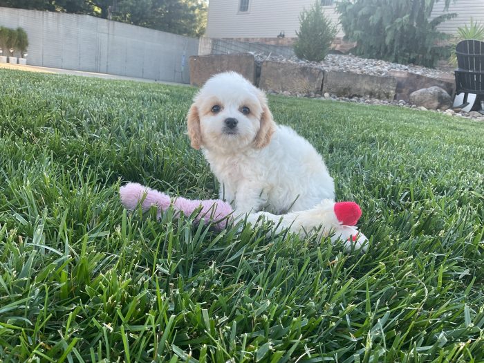 Mr. Bentley the Cavachon - Image 4