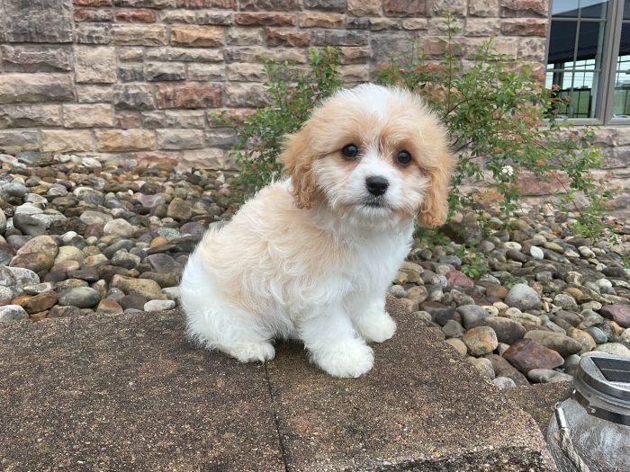Ms. Jenny the Cavachon