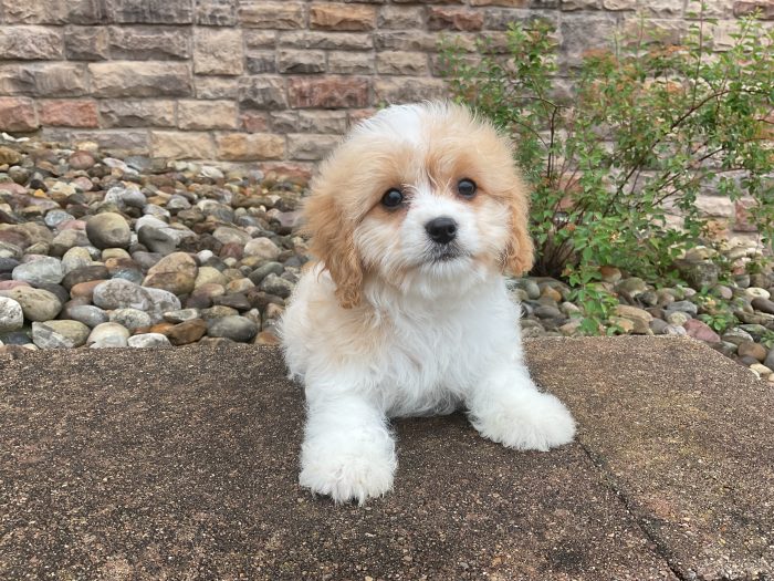 Ms. Jenny the Cavachon - Image 2