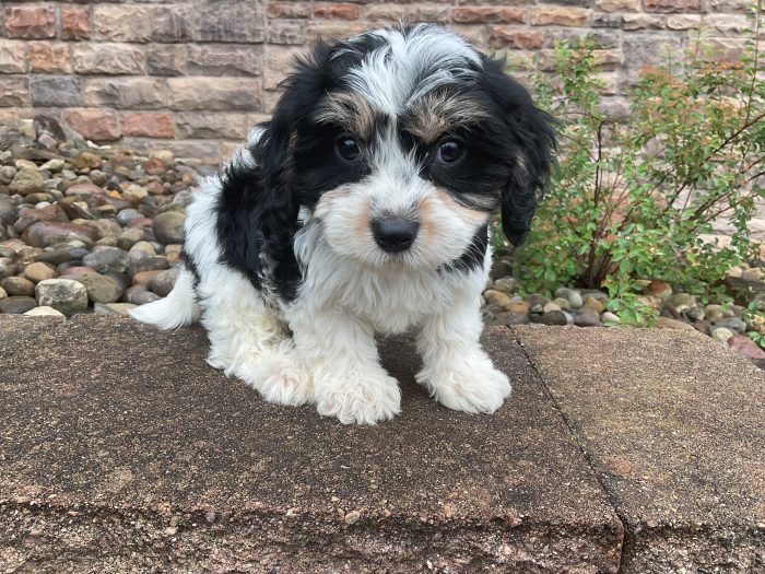 Mr. Wally the Cavachon