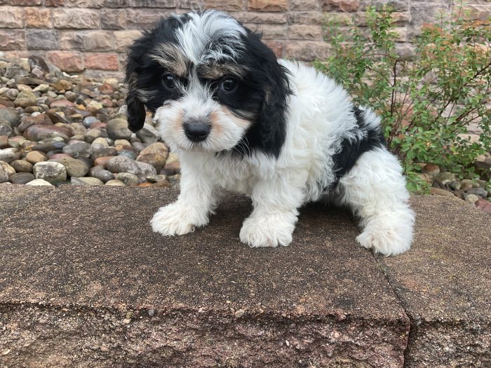 Mr. Wally the Cavachon - Image 2