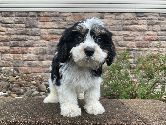 Mr. Wally the Cavachon - Image 3