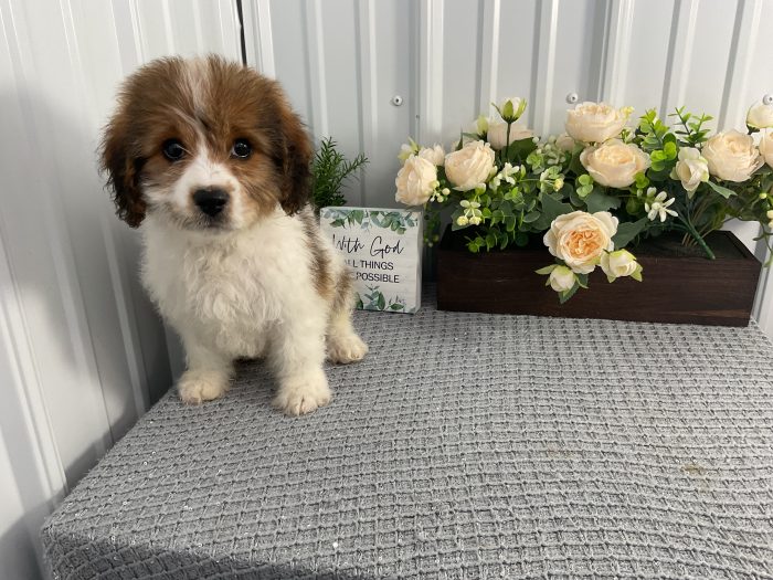 Mr. Loki the Cavachon - Image 4