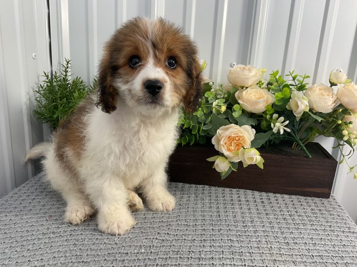Mr. Loki the Cavachon - Image 2