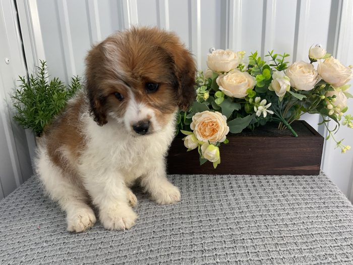 Mr. Loki the Cavachon - Image 3