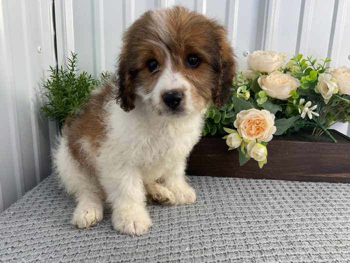 Mr. Loki the Cavachon