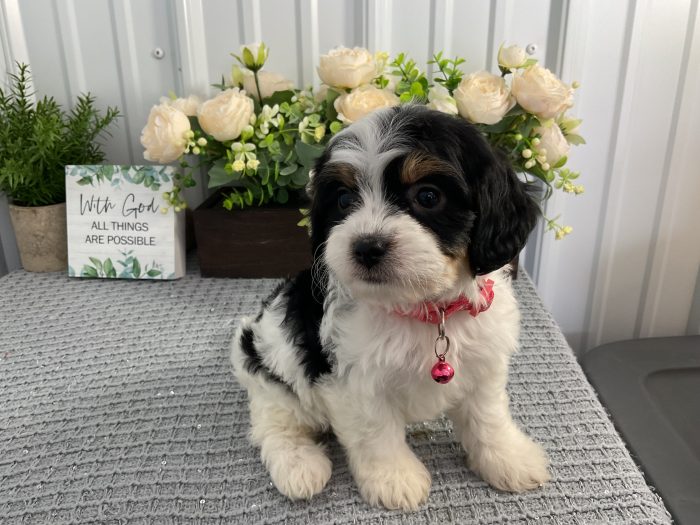 Ms. Sandy the Cavachon - Image 4