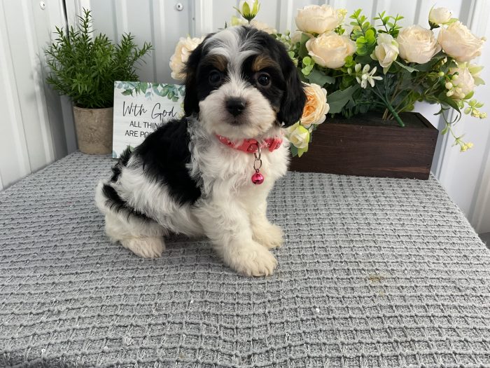 Ms. Sandy the Cavachon - Image 2