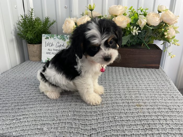 Ms. Sandy the Cavachon - Image 3
