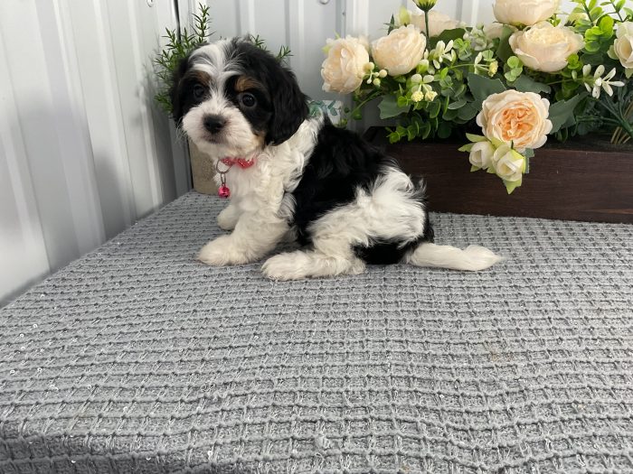 Ms. Sandy the Cavachon