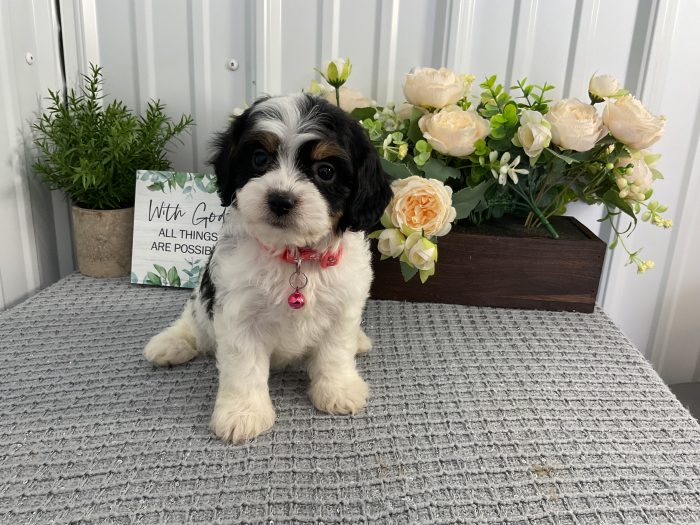 Ms. Sandy the Cavachon - Image 5