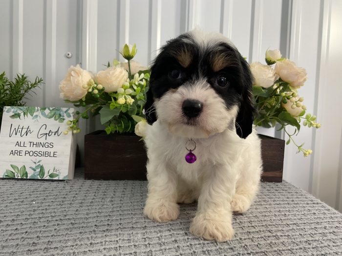 Ms. Molly the Cavchon
