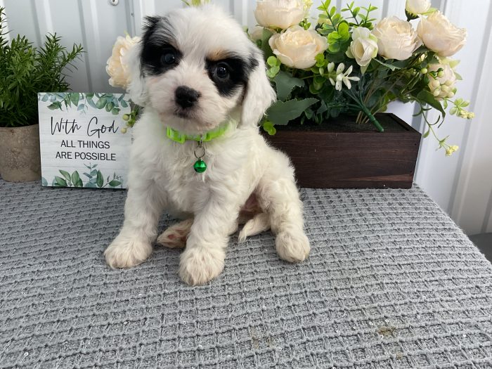 Ms. Olivia the