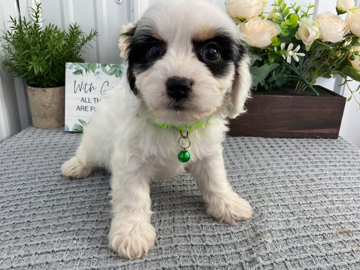 Ms. Olivia the - Image 2