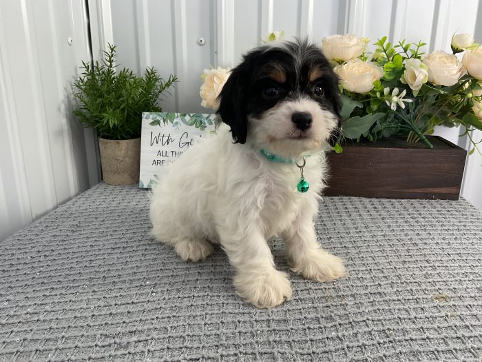 Ms. Cynthia the Cavachon - Image 3