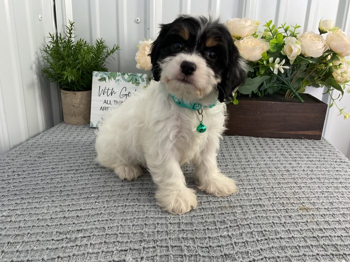 Ms. Cynthia the Cavachon - Image 4