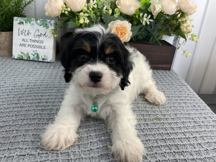 Ms. Cynthia the Cavachon - Image 2