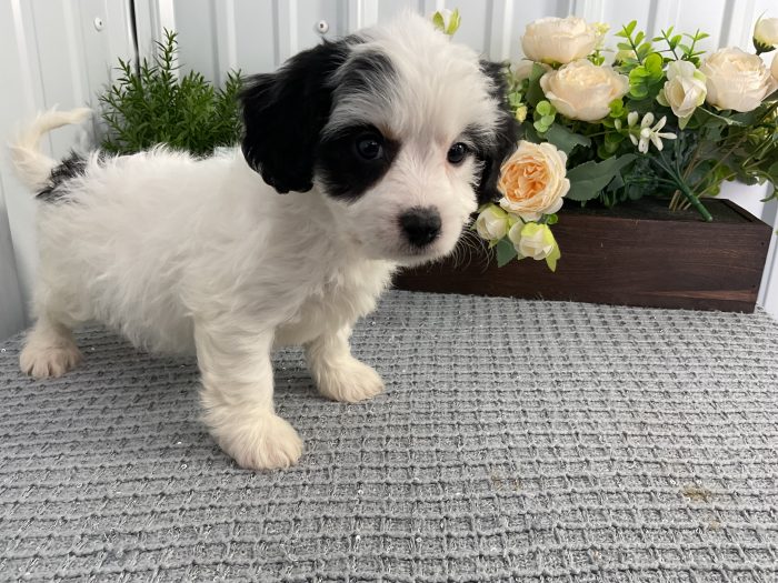 Ms. Ollie the Cavachon