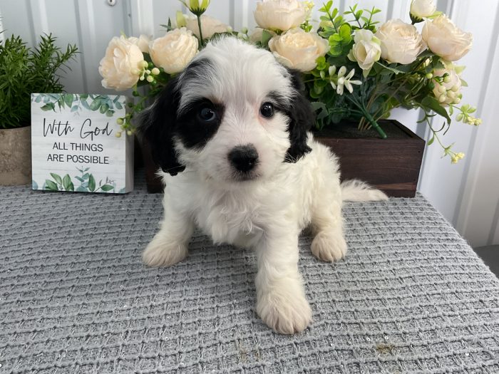 Ms. Ollie the Cavachon - Image 3