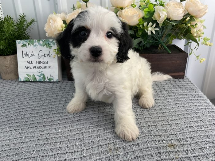 Ms. Ollie the Cavachon - Image 4