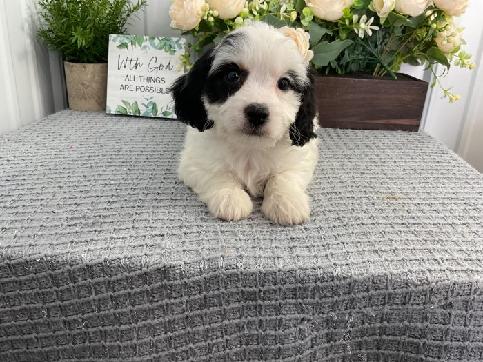 Ms. Ollie the Cavachon - Image 2