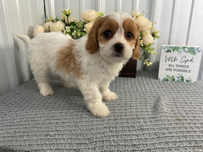 Ms. Monica the Cavachon - Image 2