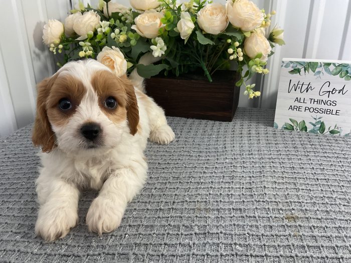 Ms. Monica the Cavachon - Image 3