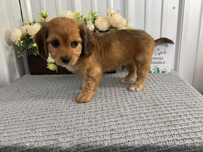 Mr. Cody the Cavachon - Image 4
